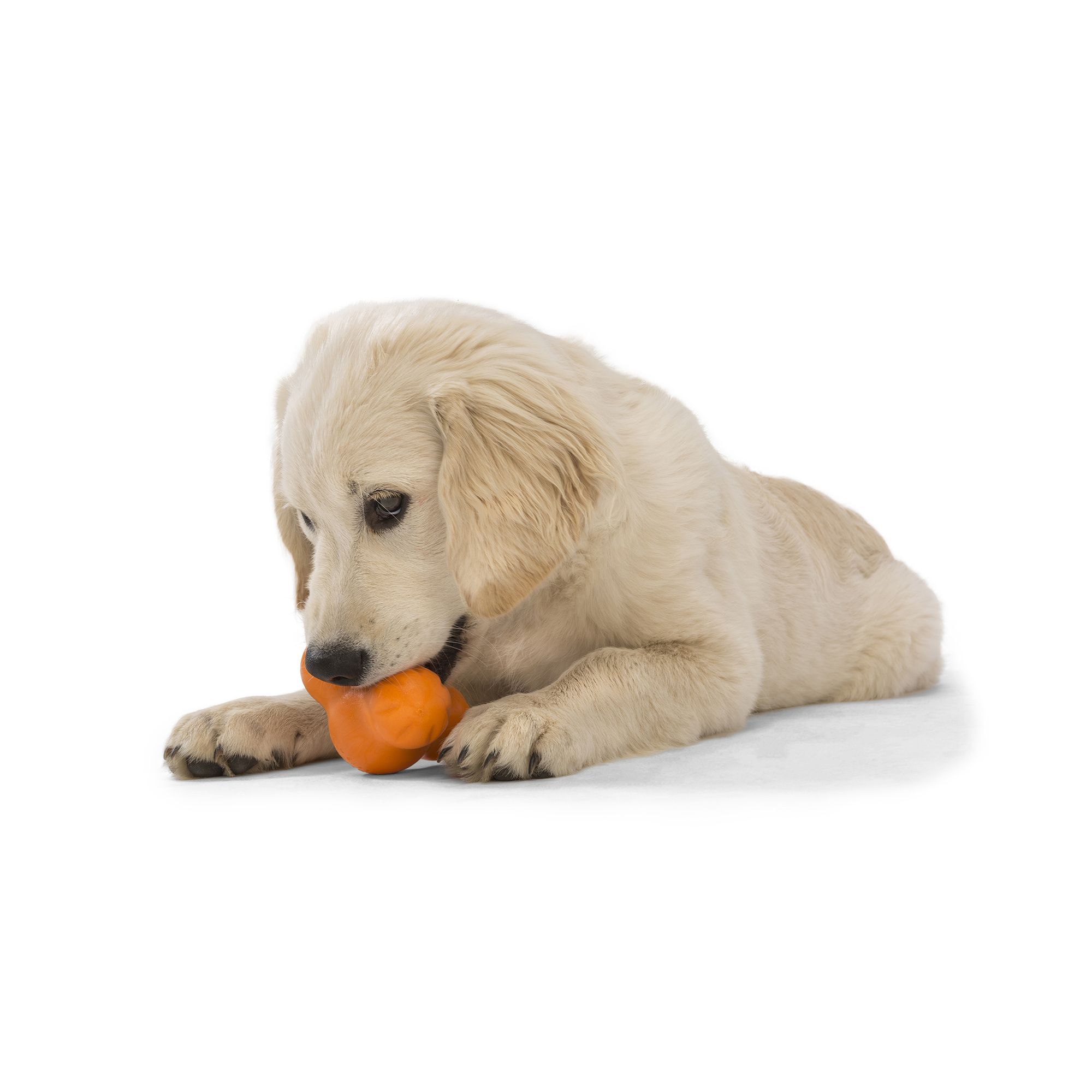 Dog with West Paw Tux Treat Dispensing Toy